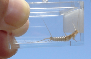 Silberfische-Bild